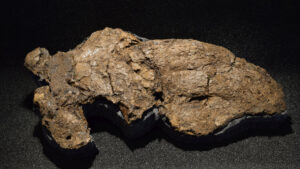 Fossiler Schädel