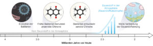 EVolution der SAuerstoffatmung