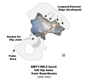 Paranthropus-Knochen