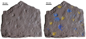 fossile Fußabdrücke