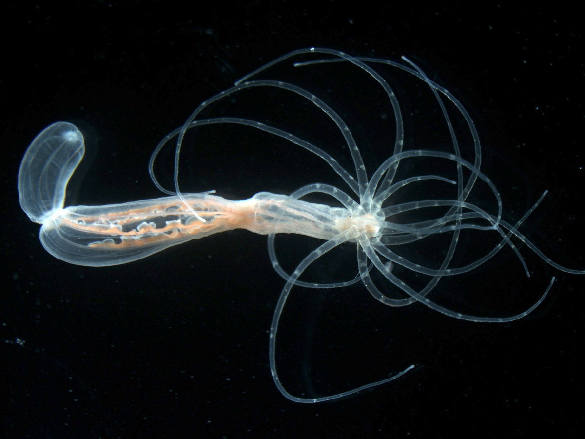 Seeanemone