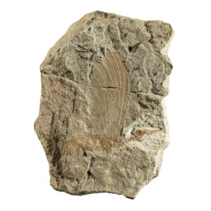 Fossil von Mirasaura grauvogeli