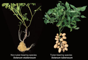 Etuberosum und Kartoffel im Vergleich