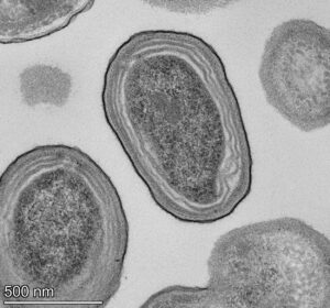 Prochlorococcus