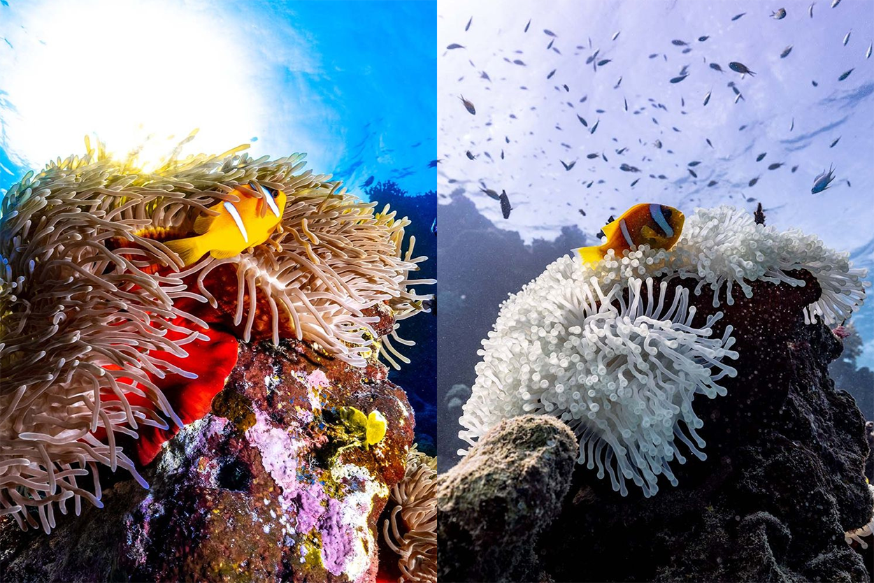 Vorher-Nachher-Bild einer Anemone