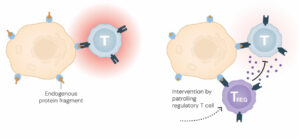 regulatorische T-Zelle in Aktion