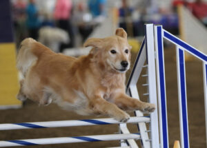 Holden Retriever im Sprung