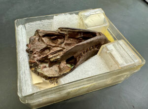 Thrinaxodon-Fossil