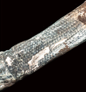 Foto des tätowierten Unterarms einer 1200 Jahre alten Mumie, der unter Laserlicht fluoresziert