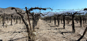 Foto von abgestorbenen Reben in einer Region, die besonders stark von der anhaltenden Dürre in Chile betroffen ist