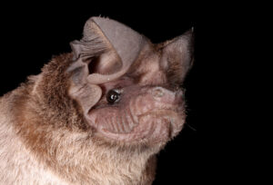 Nahaufnahme vom Kopf einer Bulldoggfledermaus