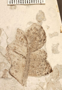 Foto eines Pflanzenfossils mit Fraßschäden von einem Insekt