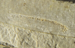Foto eines Pflanzenfossils mit Fraßschäden von einem Insekt