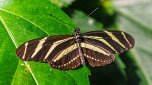 Foto eines Zebrafalters