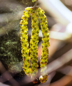 Nahaufnahme von Birkenpollen