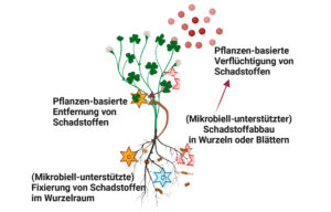 Grafik erklärt verschiedene Formen der Phytosanierung