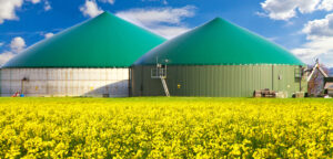 Foto eines Rapsfeldes und einer Biogasanlage