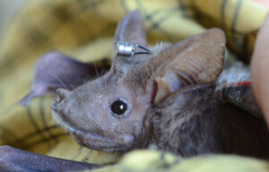 Nahaufnahme einer Großen Mausschwanzfledermaus mit am Körper befestigtem Ultraschallmikrofon