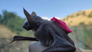 Foto einer Großen Mausschwanzfledermaus mit Sensorrucksack