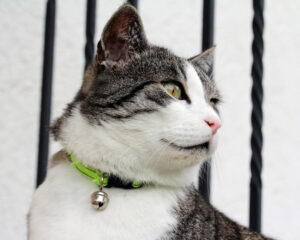 Foto einer Katze im Freien mit einem neongelben Halsband mit einem Glöckchen