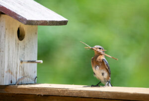 Foto eines Vogels auf einem Brett neben einem Vogelhaus mit Sitzstange vor dem Einflugloch
