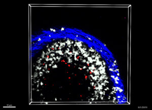 Darstellung von B-Gedächtniszellen, die mit Makrophagen in einem Lymphknoten interagieren