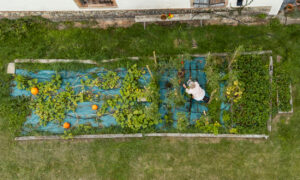 Luftaufnahme eines Gemüsebeets in einem Permakultur-Garten