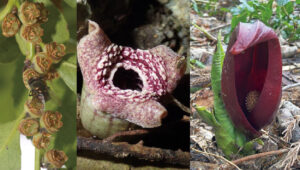 Fotos von den Blüten dreier Pflanzenlinien mit Stinkeduft und Disulfidsynthase: Eurya, Asarum und Symplocarpus