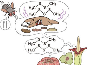 Darstellung der blumigen Mimikry von Aas- und Mist-Geruch, die mit Oligosulfiden wie DMDS und DMTS erzielt wird