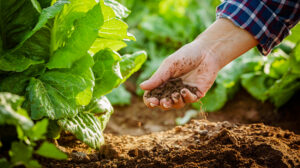 Hand einer Person durchwühlt die Erde in einem Salatbeet