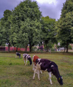 Foto von Jungrindern auf der Weide