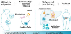 Grafik zeigt den Mechanismus des mütterlichen Einflusses