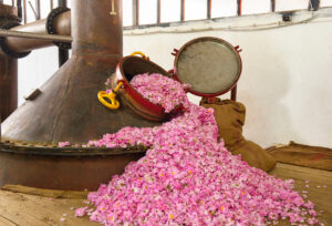 Destille zur Rosen-Öl-Produktion