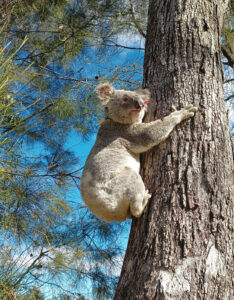Foto von einem Koala mit Halsband an einem Baumstamm