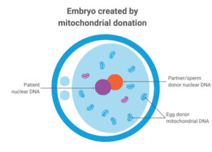 Grafik erklärt den Mitochondrien-Ersatz