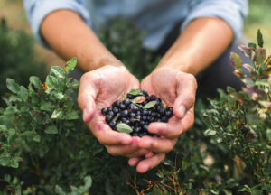 Foto eines Menschen, der wilde Heidelbeeren in seinen Händen hält
