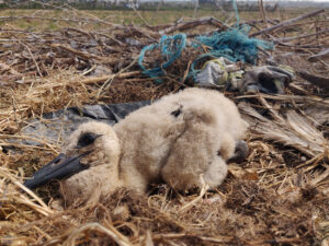 Foto eines Storchenkükens im vermüllten Nest