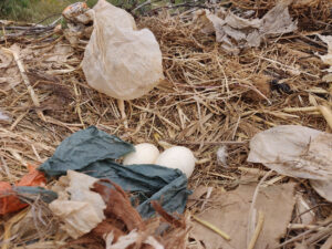 Foto zweier Storcheneier im vermüllten Nest