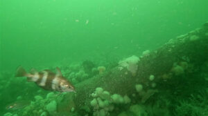 Foto eines Franzosendorschs an einem der Fundamente