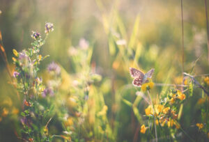 Schmetterling auf Blumenwiese
