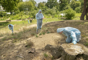 Forschende untersuchen einen Fuchsbau in Berlin