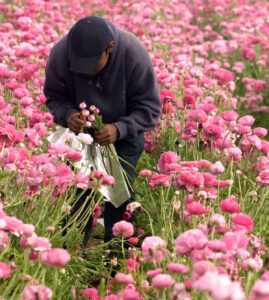 Arbeiter auf einem Blumenfeld
