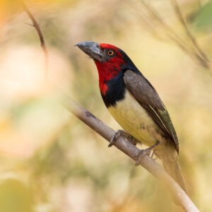 Foto eines Schwarznacken-Bartvogels aus Botswana