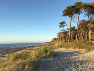 Foto vom Weststrand mit Sand und Küstenwald auf der Halbinsel Fischland-Dass-Zingst an der Ostsee