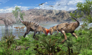 Künstlerische Darstellung von zwei kämpfenden Pachycephalosauriern