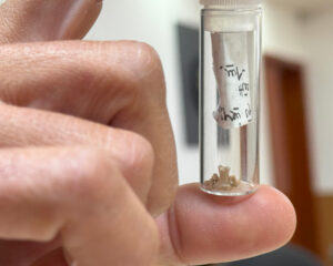 Foto der Handknochen des gefundenen Dino-Fossils