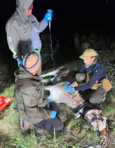 Foto von Forschenden, die nachts GPS-Sender an einen betäubten Kulan anbringen