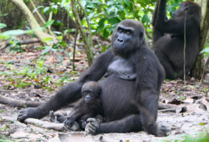 Foto von Gorillas