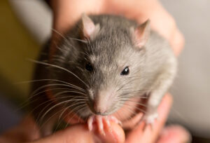 Foto von einer Ratte