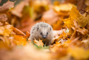 Foto von einem Igel im Herbstlaub